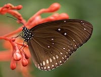 photo of butterfly