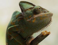 picture of a chameleon