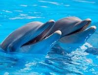 photo of dolphin