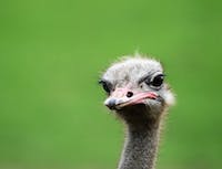 photo of ostrich