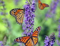 image of monarch butterflies