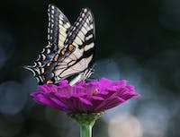 butterfly on purple flower