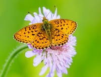 speckled butterfly