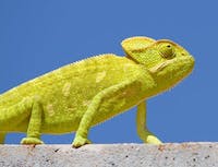 lime green chameleon