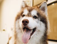 image of a husky panting