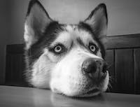 image of a husky lying head on table