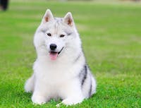 image of a husky lying in tne grass