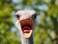 image of an ostrich with beak wide open