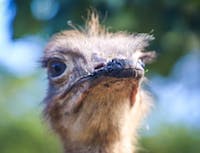 picture of a ostrich