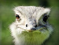 picture of a ostrich