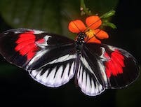 black and white butterfly