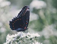 black butterfly on white flower