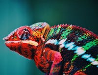 colorful chameleon