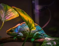 multi-colored chameleon