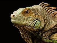 picture of a chameleon