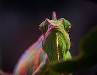 picture of a chameleon