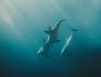 multiple dolphins swimming