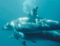 pair of dolphins swimming together