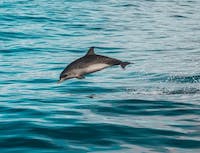 dolphin with long nose