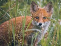 fox staring at image taker