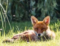 fox lying down