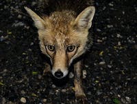 image of fox lying in the grass