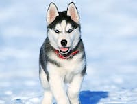 image of husky on ice