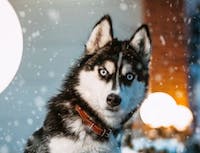 image of a husky staring with head tilted