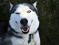 image of a husky winking