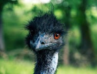 picture of a ostrich