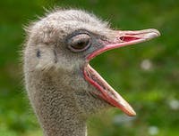 ostrich facing you with the beak wide open